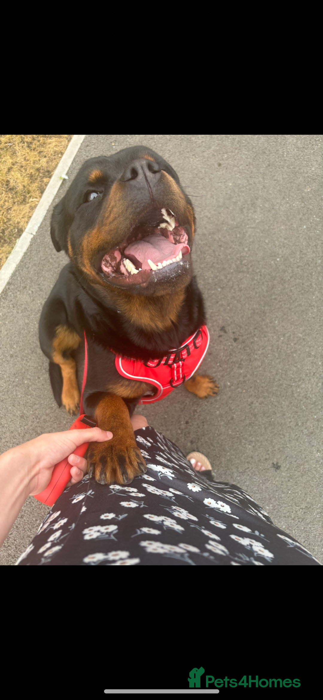 Rottweiler dogs for sale: Last two left!! Rottweiler puppies - Image 7