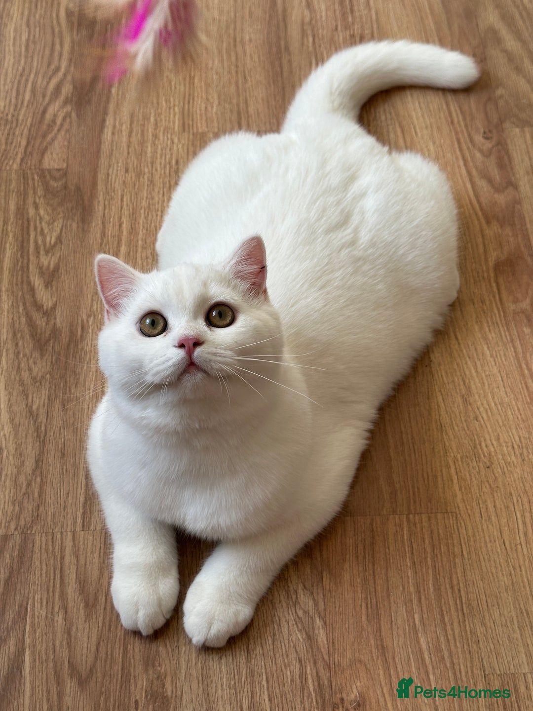 British Shorthair cats for sale: Gorgeous British Longhair & Shorthair Kittens - Advert 14