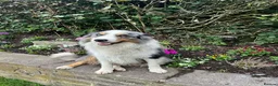 Border Collie dogs for sale: Beautiful Border Collie Puppies  - Advert 16