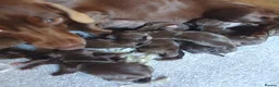 Mixed Breed dogs for sale: Dachshund  in Thornton Heath - Advert 1