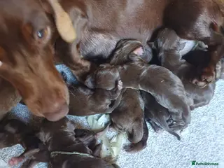 Mixed Breed dogs Dachshund - Advert 1