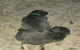 French Bulldog dogs for sale: Frenchie Puppies - Image 5