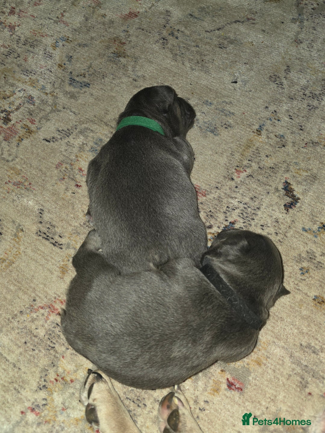 French Bulldog dogs for sale: Frenchie Puppies - Image 5