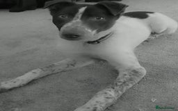 Lurcher dogs for sale: Bueno  - Image 2