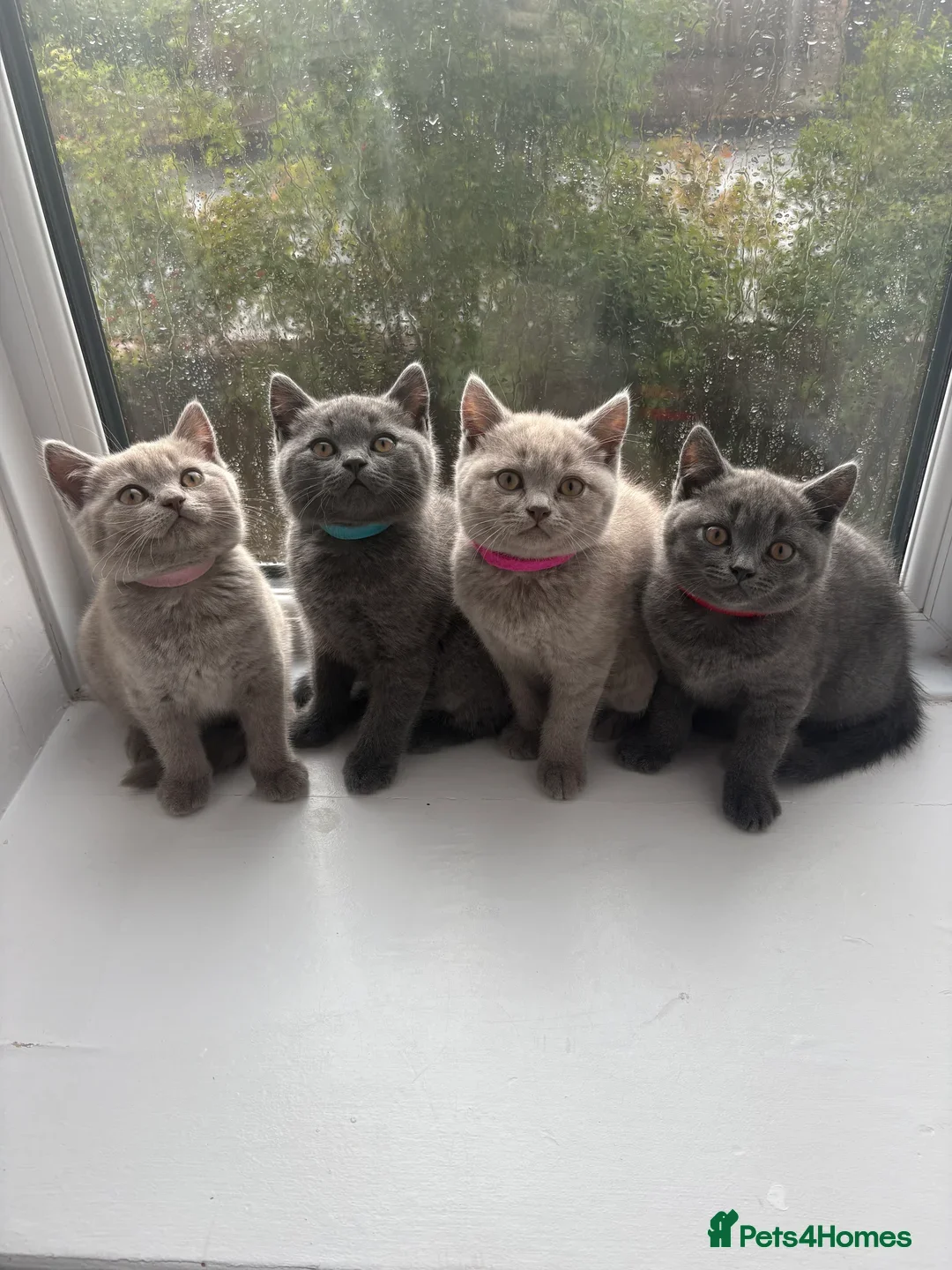 British Shorthair cats for sale: Beautiful BSH kittens- 1 boy remaining! REDUCED 🐾 - Image 7