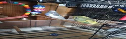 Budgerigars birds for sale: Budgies in Littlehampton - Advert 1