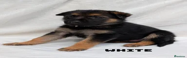 German Shepherd Puppy 4