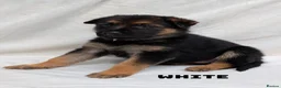 German Shepherd dogs for sale: Beautiful German Shepherd Pups in Warrington - Advert 6