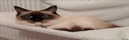 Ragdoll cats for sale: Adult Female Ragdoll - Advert 5