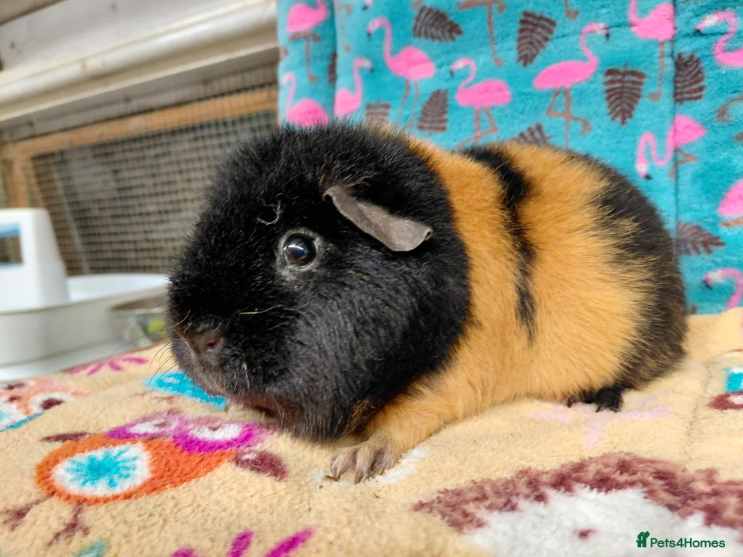 Guinea Pig rodents for sale: Young Adult Retired Sows DE Self Golden & Teddy  - Advert 3