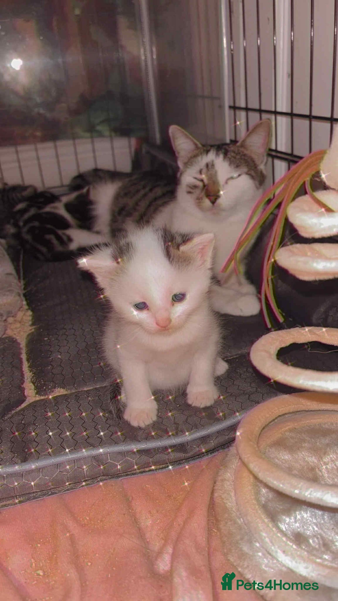 Mixed Breed cats for sale: 4 beautiful kittens for sale - Advert 7