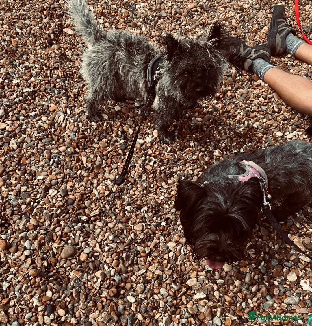 Cairn Terrier dogs for stud: For stud  - Advert 2