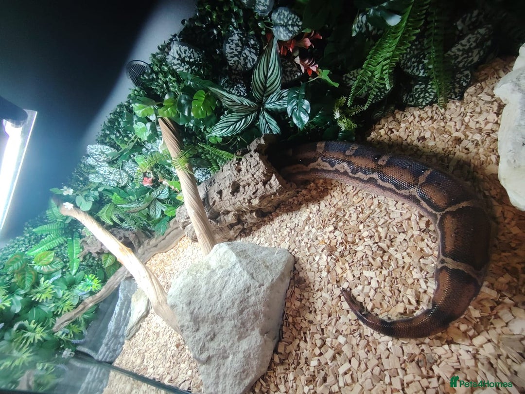 Boa Snake reptiles for sale: Female Boa Constrictor - Image 3