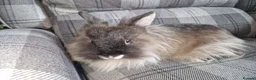 Lionhead rabbits for sale: Friendly, cute, fluffy lionhead bunnies- m and f - Advert 8