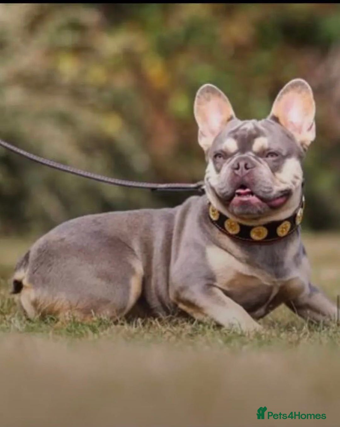 French Bulldog dogs for sale: 💕 READY NOW KC REGISTERED 💕 - Image 6