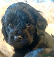 Cavapoo dogs - Advert 12