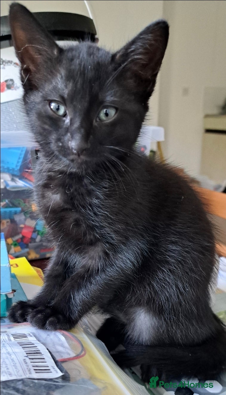 Mixed Breed cats beautiful kitten - Advert 3