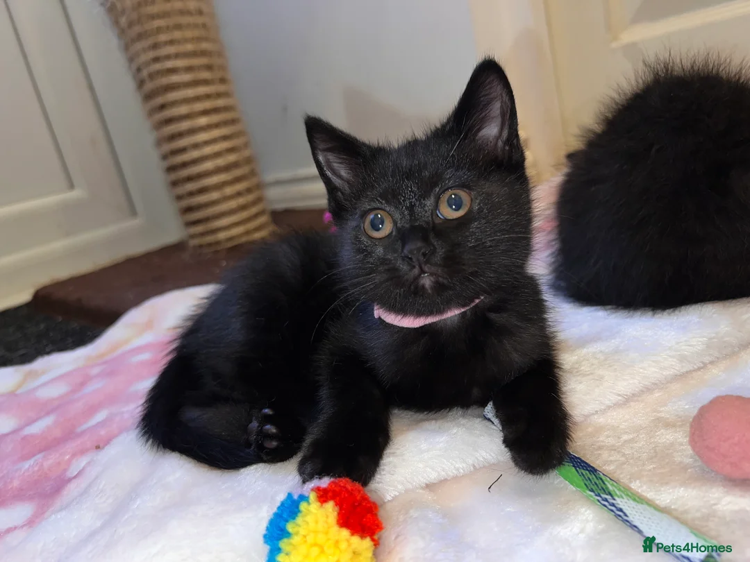 British Shorthair cats for sale: British Shorthair Kittens - Advert 16