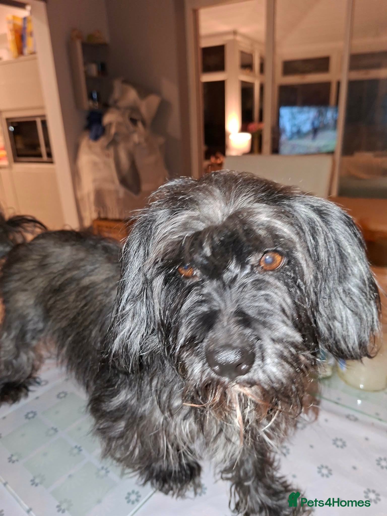 Cavapoo dogs Poppie - Advert 3