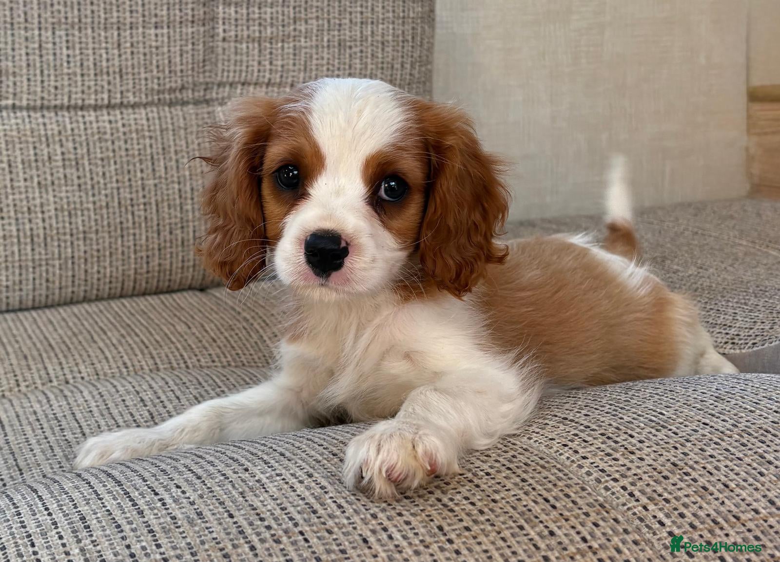Cavalier King Charles Spaniel dogs Beautiful cavalier puppies  - Advert 2