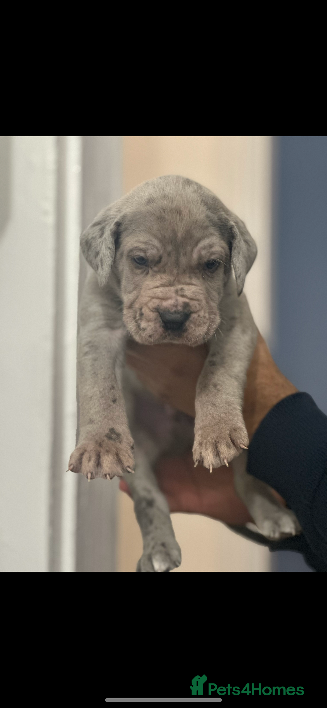 Cane Corso dogs for sale: Top Bloodline Cane Corsos - Advert 9