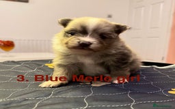 Pomeranian dogs for sale: Stunning Pomeranians  - Image 11