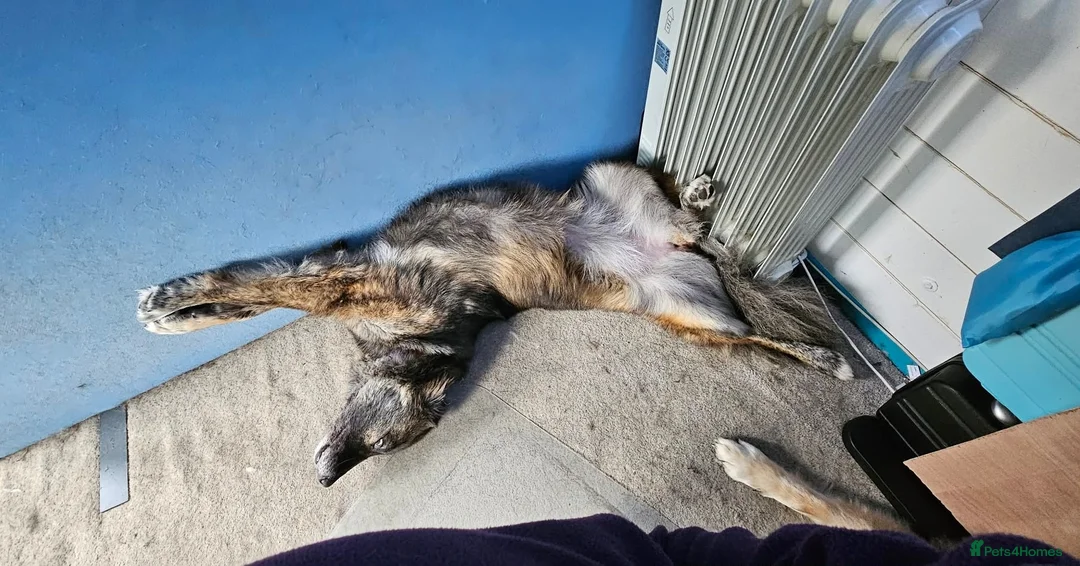 Mixed Breed dogs for adoption: Snuggly Sally - Advert 5