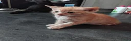 Mixed Breed cats for sale: 2 beautiful ginger kittens for sale - Advert 14