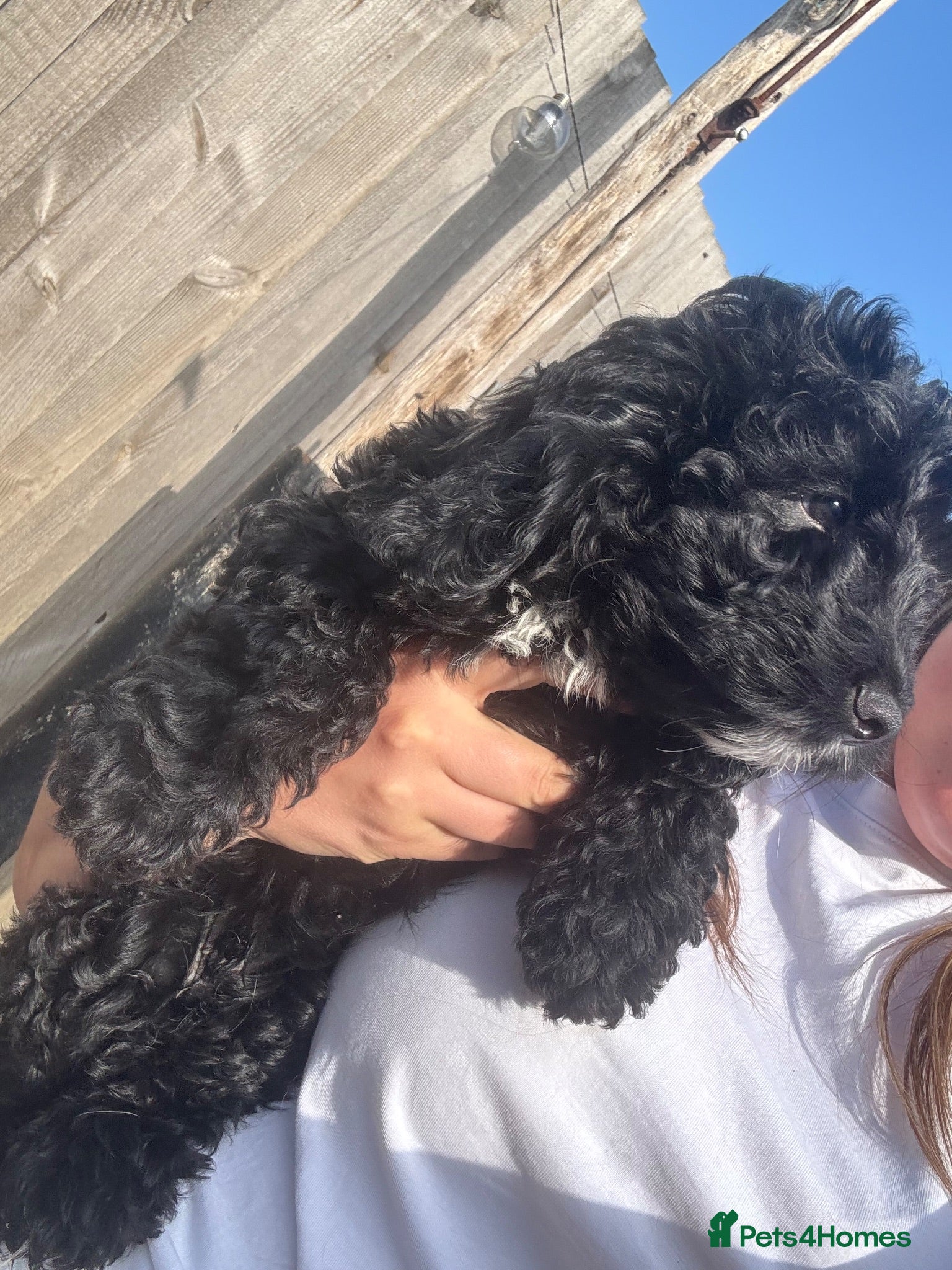 Cockapoo dogs ✨F1 Cockapoo Vet Checked ready to leave  - Advert 17