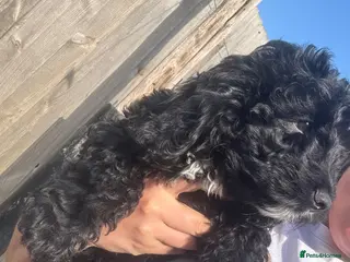 Cockapoo dogs BEAUTIFUL F1 COCKAPOO - READY NOW - Advert 7