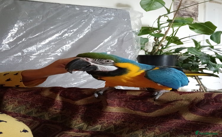 Macaws birds - Advert 3