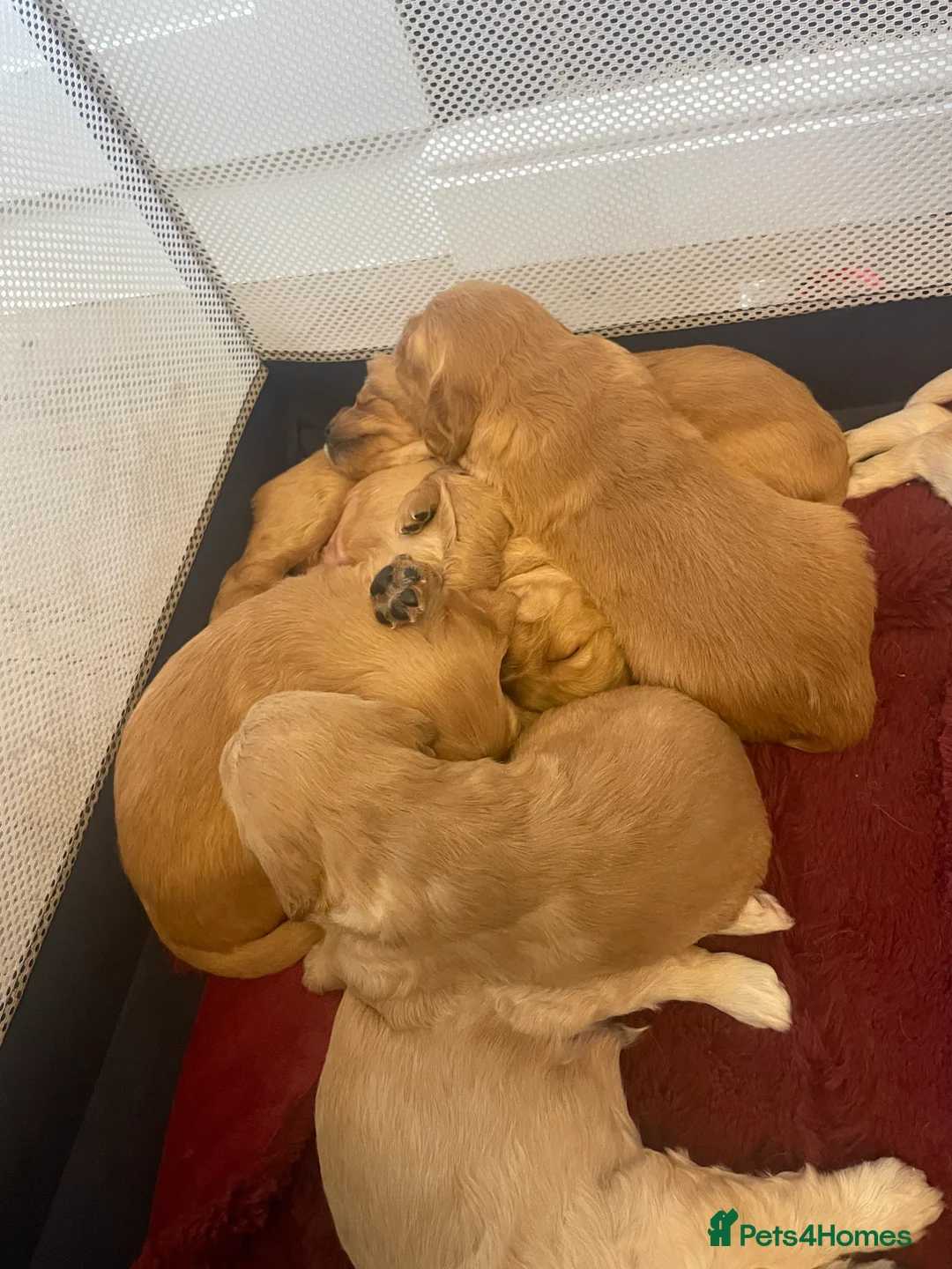Mixed Breed dogs for sale: Beautiful golden doodles (Golden cockapoos) - Advert 2