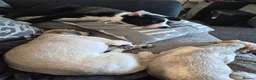 Border Collie dogs for sale: Boreder collie  in Hull - Advert 5