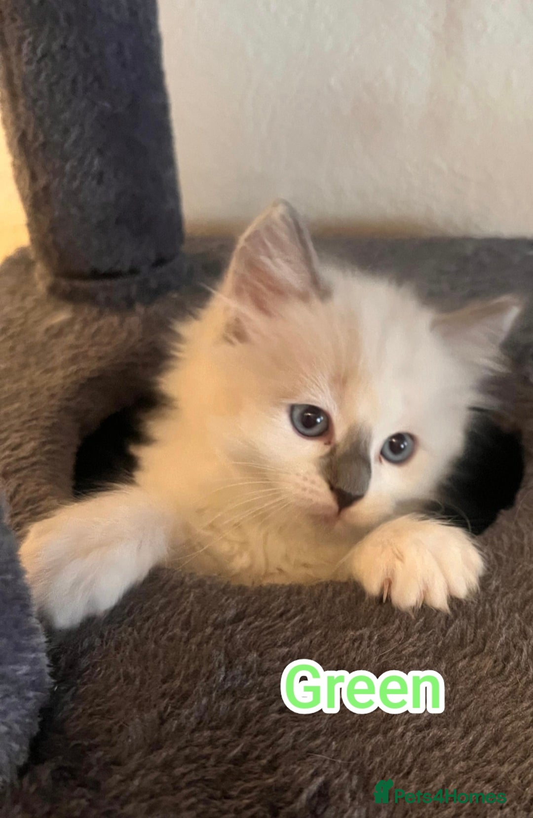 Ragdoll cats for sale: Beautiful Ragdoll Kittens GCCF registered  - Image 6