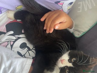 Mixed Breed cats - Advert 27