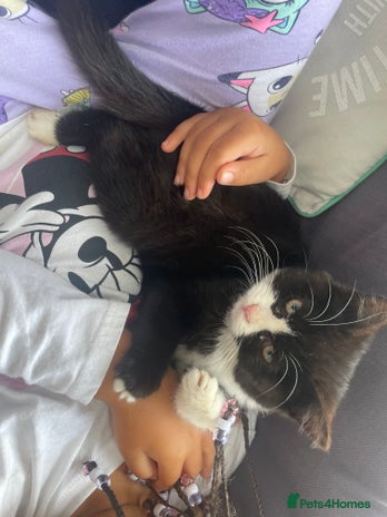 Mixed Breed cats - Advert 5