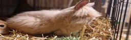 Lionhead rabbits for sale: Purebred double maned super fluffy lionhead girls - Advert 16