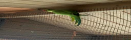 Ringnecks birds for sale: Baby ringnecks - Advert 4
