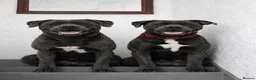 Cane Corso dogs for sale: 10 Adorable Cane Corso Puppies  in Wigan - Advert 2