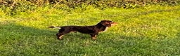 Cocker Spaniel dogs for stud: Hip scored. Fully DNA health tested - Advert 9