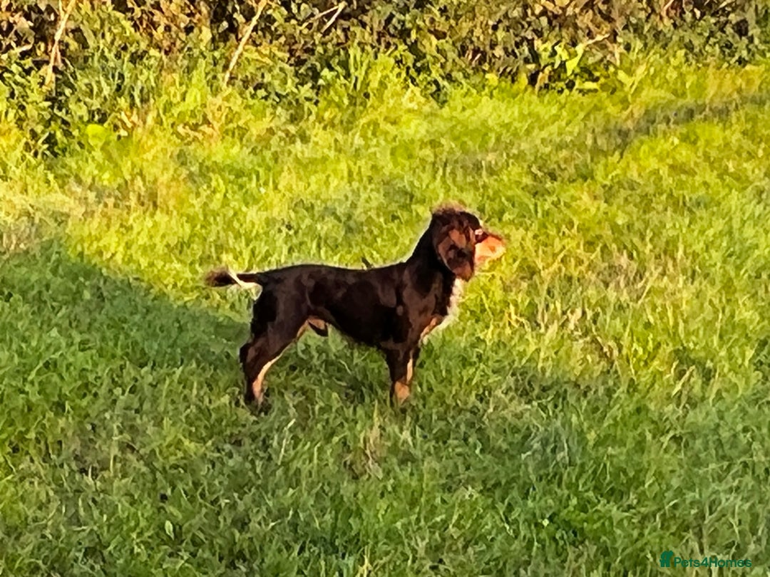 Cocker Spaniel dogs for stud: Health tested KC dog. Carries various colours - Image 9