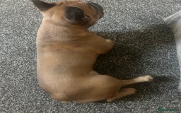 French Bulldog dogs for sale: Beautiful adult female Frenchie - Image 3