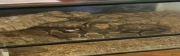 Python Snake reptiles for sale: Ball python  in Havant - Advert 3