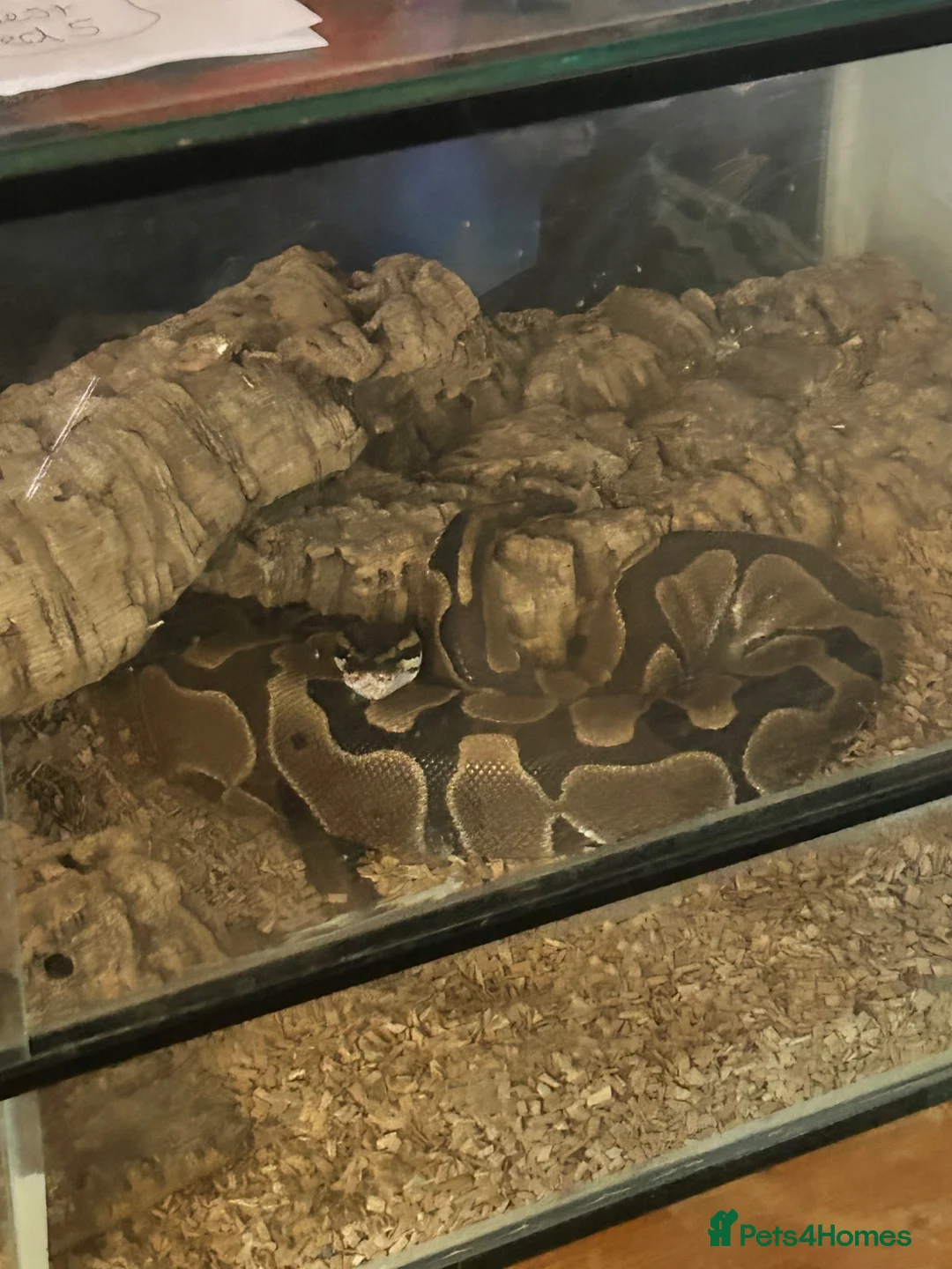 Python Snake reptiles for sale: Ball python  in Havant - Advert 3