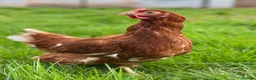 Chickens poultry for sale: Various Point of Lay Female Chickens - Advert 6