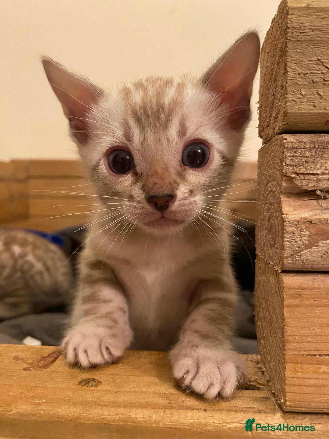 Bengal cats for sale: 🔥✨ Pedigree TICA-Registered Bengal Kittens - Image 35