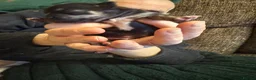 Chihuahua dogs for sale: LAST MALE Black and Tan - Advert 4