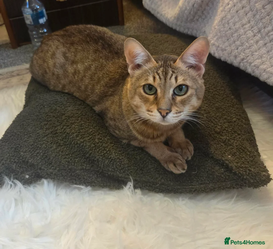 Savannah cats for sale: Archie - Advert 2