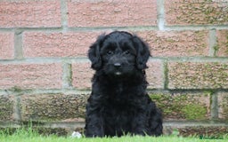 Cavapoo dogs for sale: F1 Cavapoo puppies for sale - Image 4