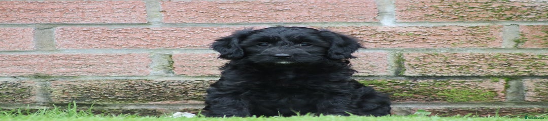 Cavapoo Puppy 4